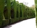 The avenue at the entrance to Alhambra in Granada.