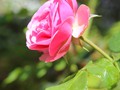 One of the many flowers of the Alcazar gardens. 