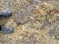 Found these leftovers from free range cattle probably who head up to the mountain heights.