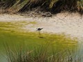 A wading bird in the stinking waters of Fuente de Piedra.