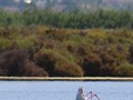 A flamingo looking for food.
