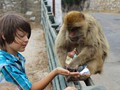 Do not feed the apes, Andrew!