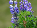 Flowers in full bloom in the sub-arctic tundra.