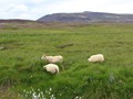 Here and there sheep grazed in the thick meadows, as if in a dream.