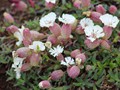 The pillowy arctic meadows were full of the type of plants I have only seen on top of mountains.