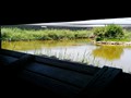 We came here in search of flamingos, but only found a bunch of ducks.