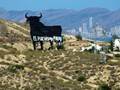 In the Valencian sierra we have another bull.