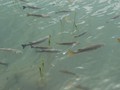 Fish in the harbor area near Akra Leuka.