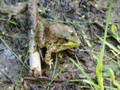A large frog emerged from the swampy beach.