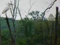 A stately roosting egret in the swamps near Beverly Shores in the Indiana Dunes.