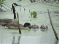 We found a pair of Canada goose families near a dead end in a eutrifying pond.