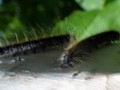 Tiny newborn caterpilars on their silky nest via microscopic mdoe. 