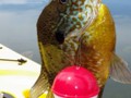 The bluegills were biting more in the day and the smallmouth bass more at night.