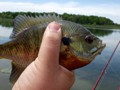 We quickly found out this spring-fed clear waters were home to tons of small fighting fish.