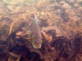 The bluegills were spawning, males aggresively guarding their round nests in the shallows.