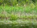 Jessica saw a beaver and great blue herons in the tall grasses.