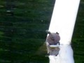 One of the many, many skittish turtles that live in the lake.