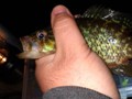 Our last fish was this half asleep,  bass.