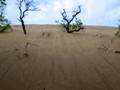 The ever-encroaching Mount Baldy dune in Michigan City, Indiana.