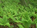 A fern forest alongside the Cowles Bog reminded me of being much farther north.