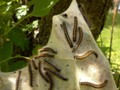 A tree near our cottage was covered in caterpilars.