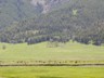 Megafauna galore in the Lamar Valley in the northeast part of the park.