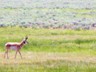 A long pronghorn walking through Lamar Valley.