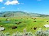The Lamar Valley bison herd, enjoying the easiest time of the year to be a bison.