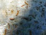 I found them when I sat on this rock. There were hundreds on the rock and on silk threads hanging off the trees.