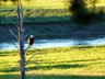 Bald eagle near LeHardy's Rapids.