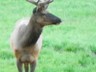 As it gets dark, the elk come out. This one was along Mammoth-Norris Road.