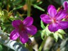 Gardiner River blossoms.