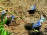 Moths or butterflies sunning themselves on the banks of the Gardiner River.