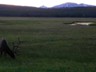 A big bull elk just north of Norris.