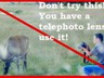 Most people do not respect the damage a bull elk can do.