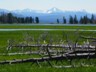 A scene in prime grizzly country: lower Pelican Creek. Come armed.