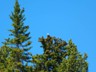 Another eagle, this one spotted in the thick woods north of Yellowstone Lake.