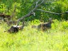 Turkeys plowing through the prairie grasses in Custer near the Hunting Lodge.