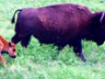 The bison at Custer, like this cow and calf, seems nerve wracked by the changing weather.