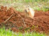 A priarie dog from the southern part of Custer SP, near Wind Cave.