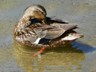 A mallard preening in the shallows of Legion Lake. 