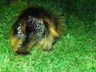 A huge porcupine near the 
