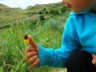 Andrew examining prairie flora.