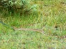 A 5 foot long snake we spotted on the road near the Coal Vein Trail, slithering away.
