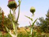 High Plains pollination.