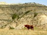 It took us a while to find the famous wild horses of TRNP this year.