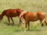 A pair of horses in the more hidden valleys in the south side of TRNP.