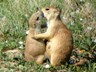 Prairie dog love is always in the air at TRNP.