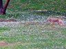 This coyote caused quite a morning alarm in the prairie dog town near the 