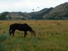 We said goodbye to TRNP's wilds in the morning and continued west.